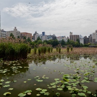 Lac au parc de Ueno