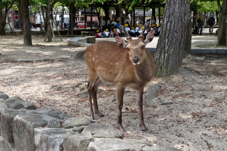 Accueilli par un daim sur l'île de Miyajima
