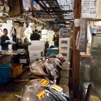 Les allées du marché aux poissons de Tsukiji
