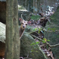 Descente du mont Misen à Miyajima