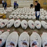 Étal de thons à la vente aux enchères de Tsukiji