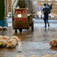 Étal de thons à la vente aux enchères de Tsukiji
