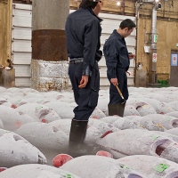 Étal de thons à la vente aux enchères de Tsukiji