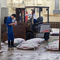 Étal de thons à la vente aux enchères de Tsukiji