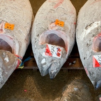 Étal de thons à la vente aux enchères de Tsukiji