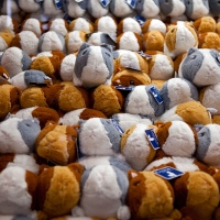 Les frères et soeurs de notre mascotte Monster