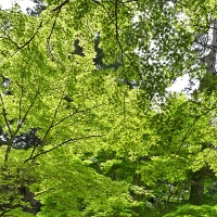 Parc de Momijidani, sur l'île de Miyajima