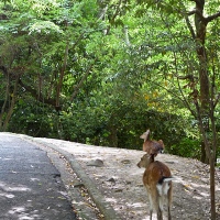 Promenade nature sur l'île de Miyajima