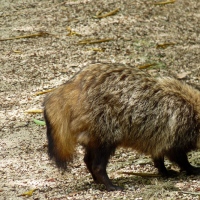 Promenade nature sur l'île de Miyajima