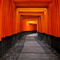 Torii au sanctuaire Fushimi Inari