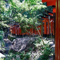 Torii au sanctuaire Fushimi Inari